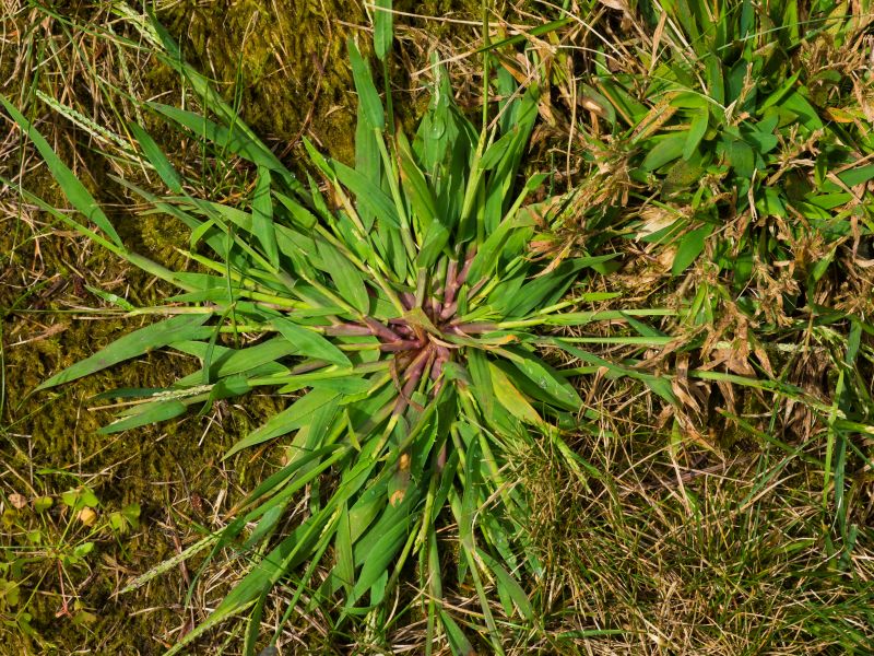 Crabgrass Removal in Aiken, SC