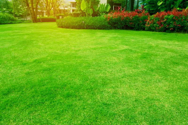 Healthy Lawn Growth