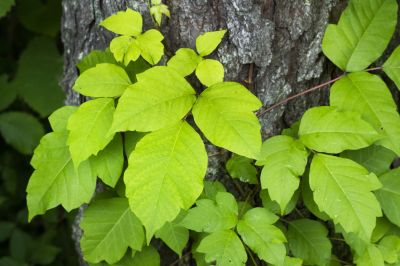 Poison Ivy Removal in West Chester, PA