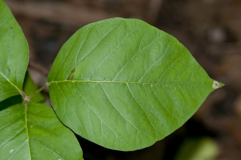 Poison Ivy Removal in Delaware County, PA