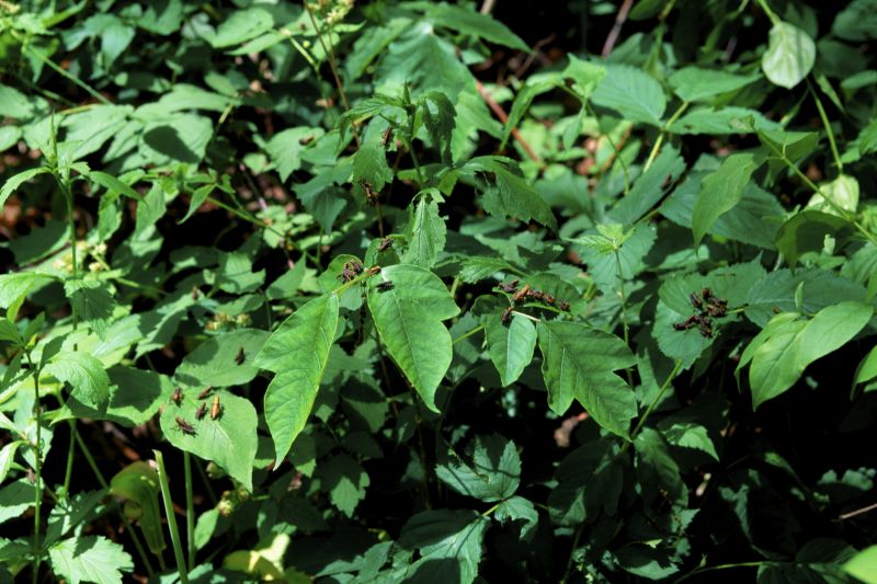 Poison Oak Removal in Bucks County, PA